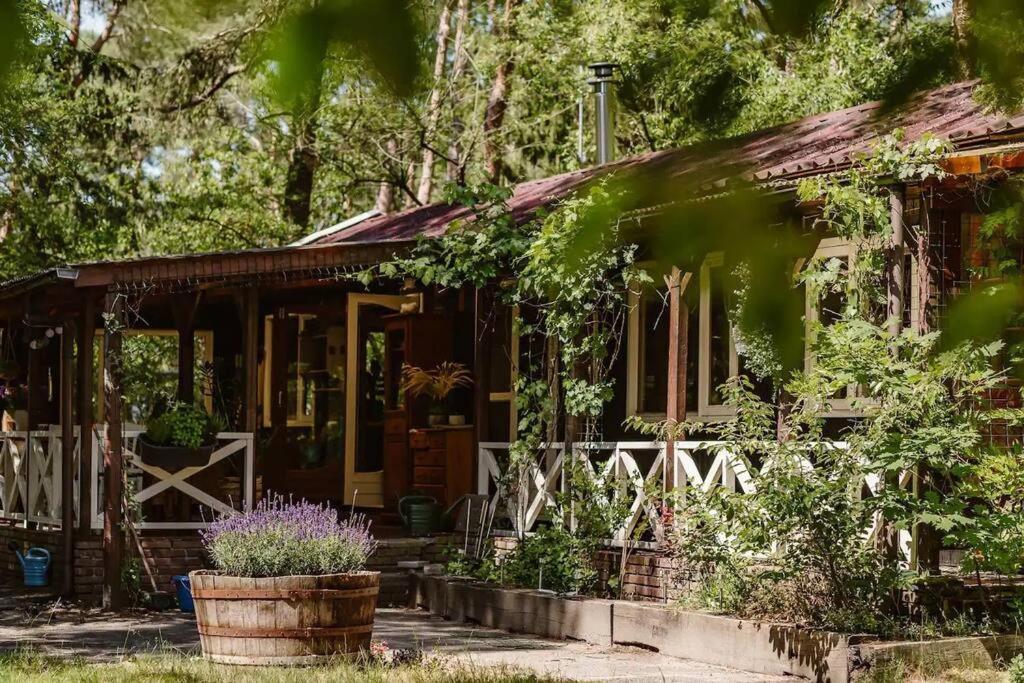 Forest Cottage With Lovely Garden & Sauna Doornspijk ภายนอก รูปภาพ